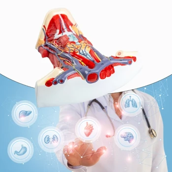Ľudské krčka Maternice Svalov Anatómie Model pre Chorobu Štúdium, Ľudských Svalov Krku Anatómie Model Lekárske Učebné Pomôcky Obrázok